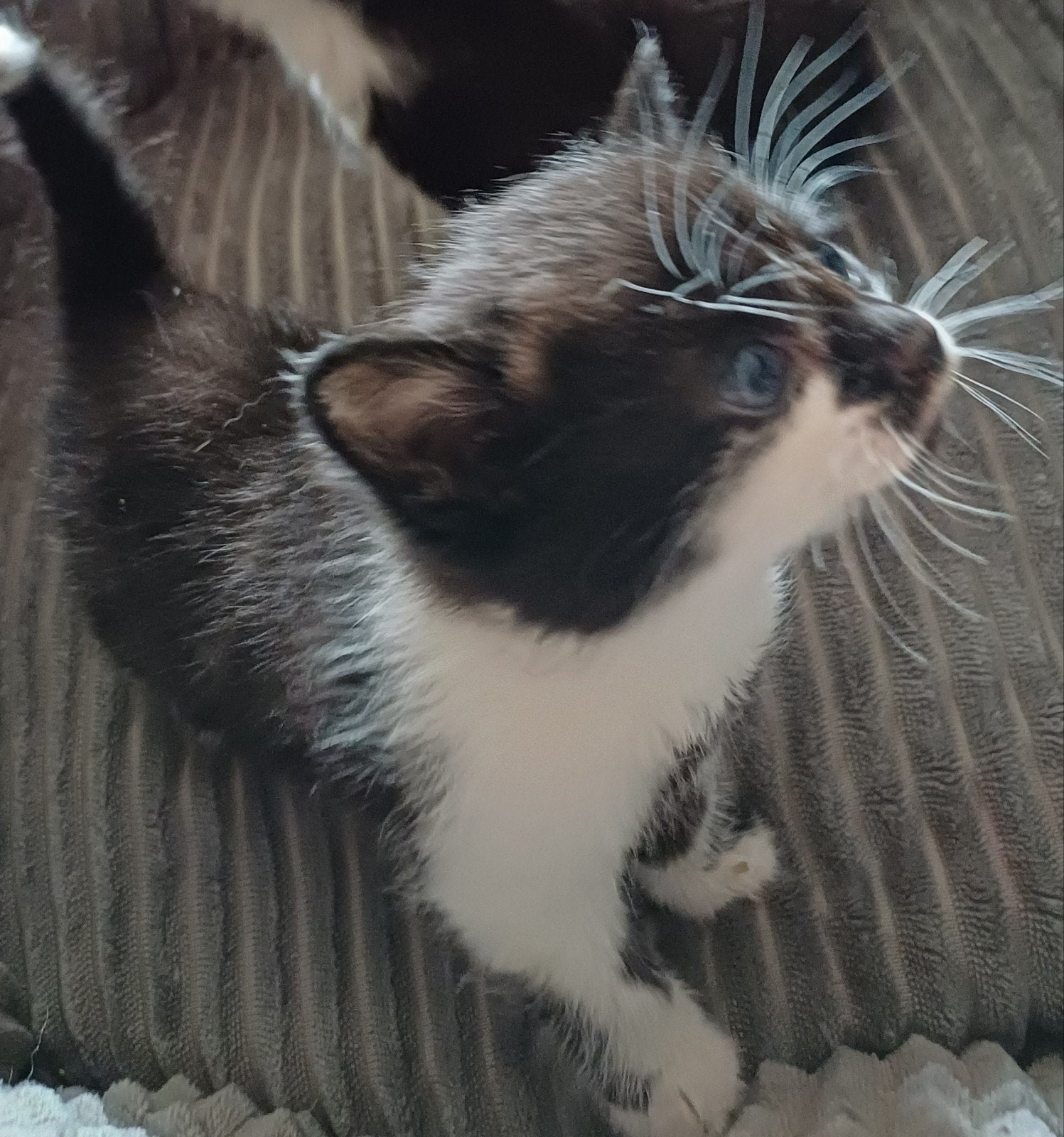 Nog 1 poesje zoekt ern mandje., Dieren en Toebehoren, Poes, Kortharig, 0 tot 2 jaar