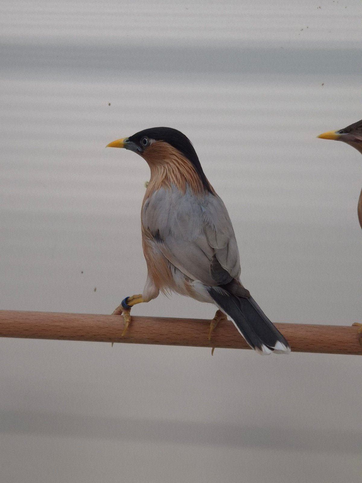 2-2 Pagode spreeuwen met dna, Dieren en Toebehoren, Meerdere dieren, Tropenvogel, Geringd