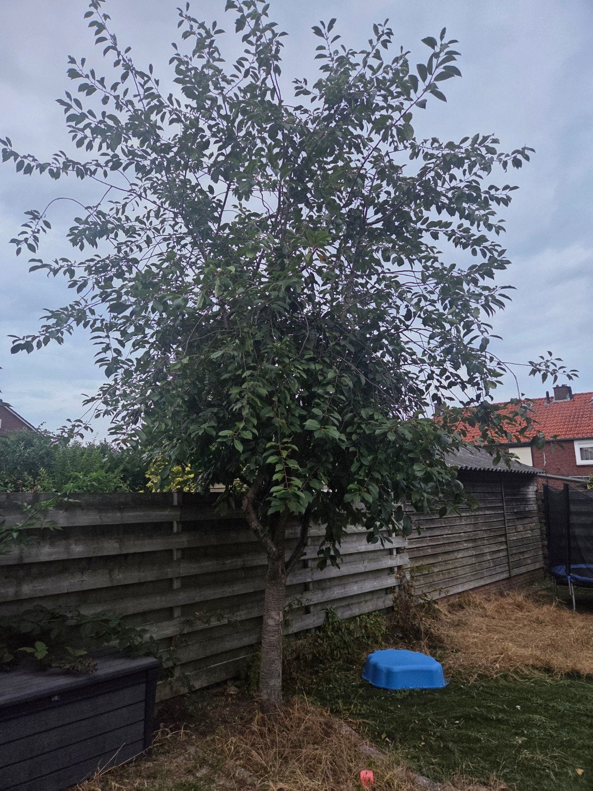 Grote boom met weelderig groen blad (kersen), Tuin en Terras, Overige soorten, Lente, 400 cm of meer, Ophalen