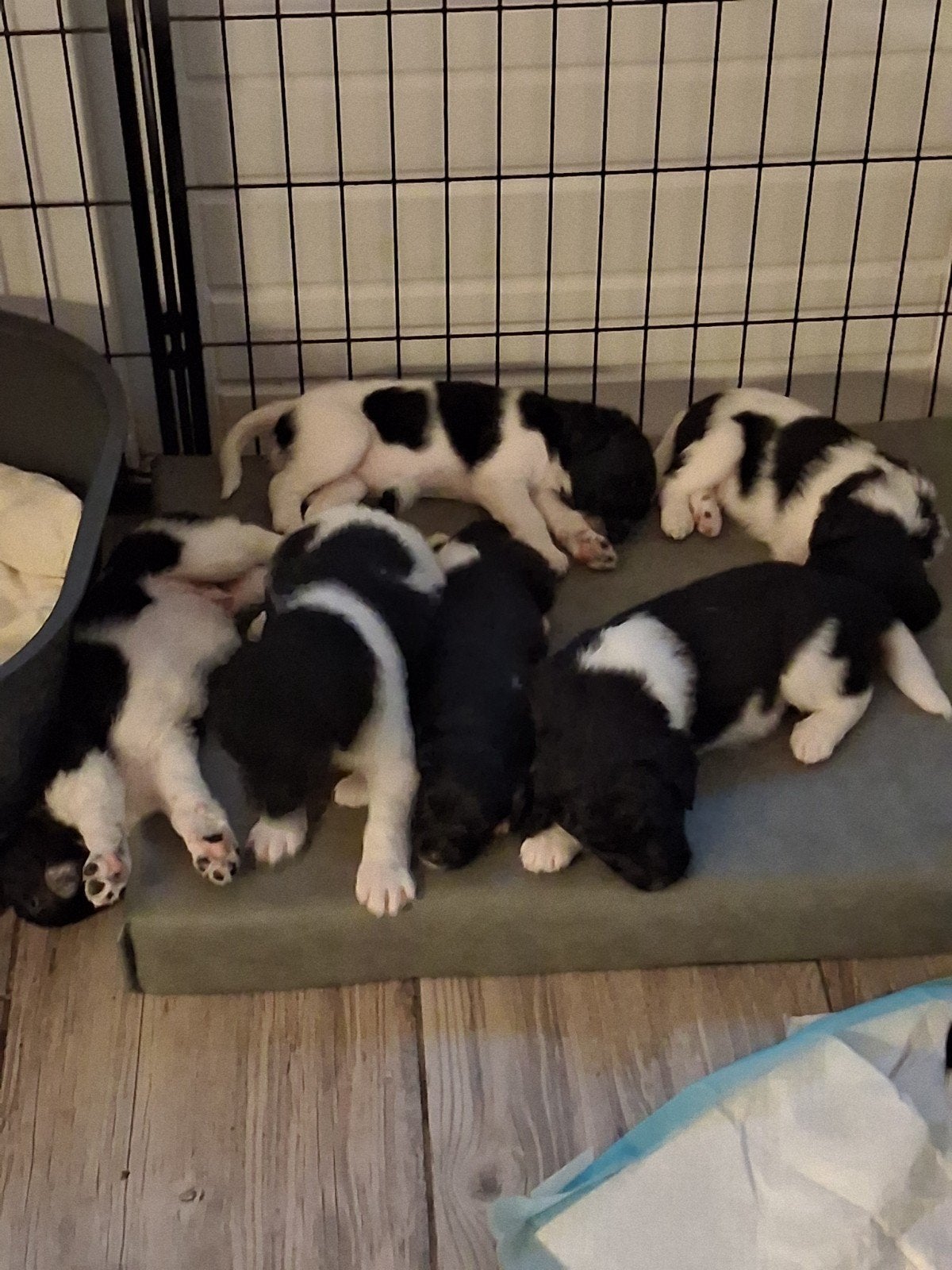 7 prachtige fryske stabij pups  nu 5 weken oud.., Dieren en Toebehoren, Overige rassen, 8 tot 15 weken, Meerdere, Meerdere dieren