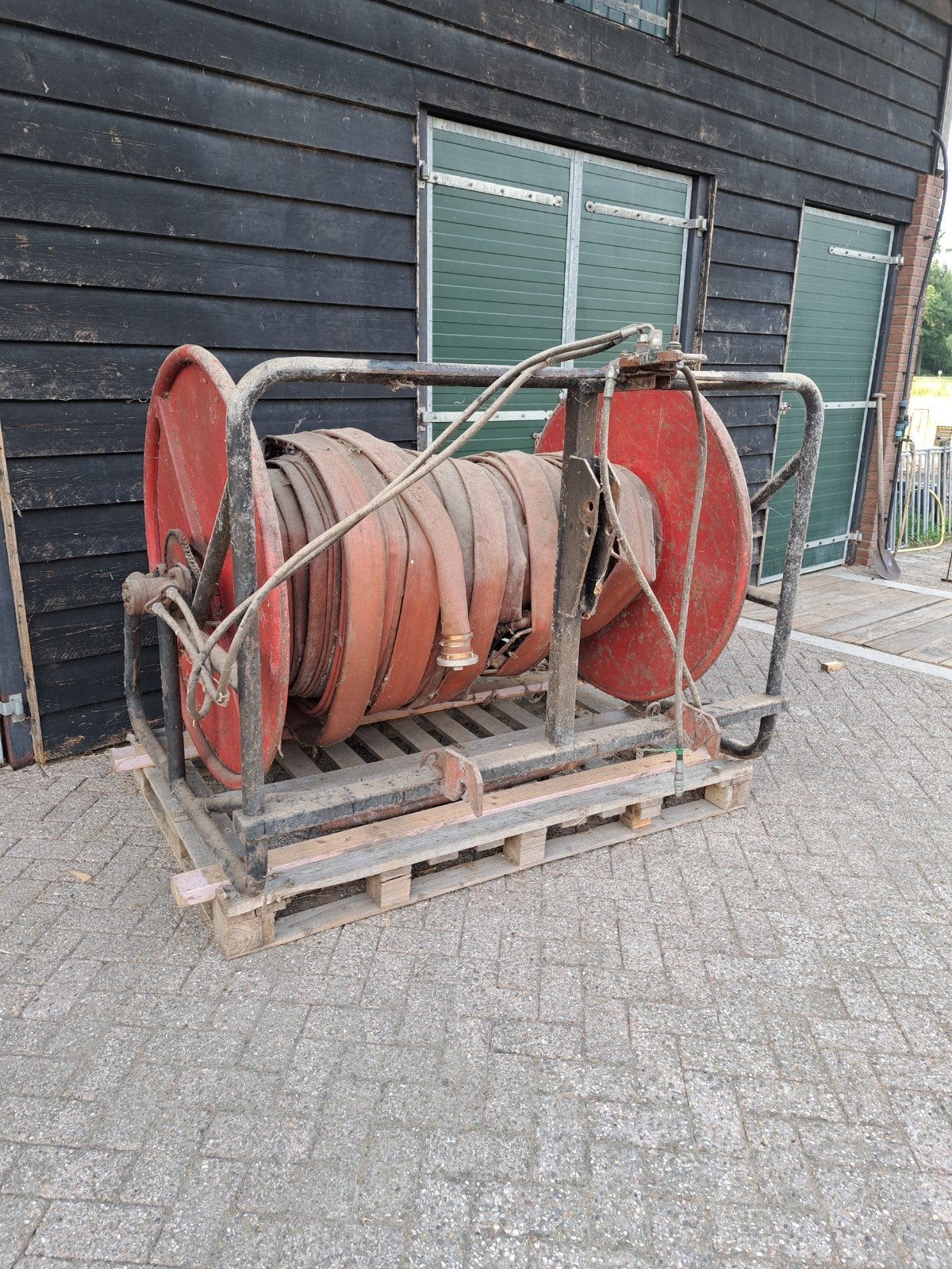 Baars slangenhaspel .Witrug vaarskalf.  Speckelpark., Dieren en Toebehoren, Vrouwelijk