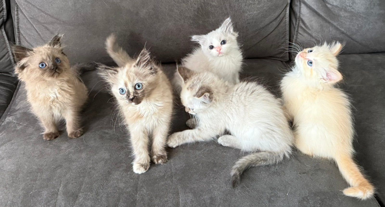 Ragdoll kittens (poesjes), Dieren en Toebehoren, Katten en Kittens | Raskatten | Langhaar, Meerdere dieren, Gechipt, 0 tot 2 jaar