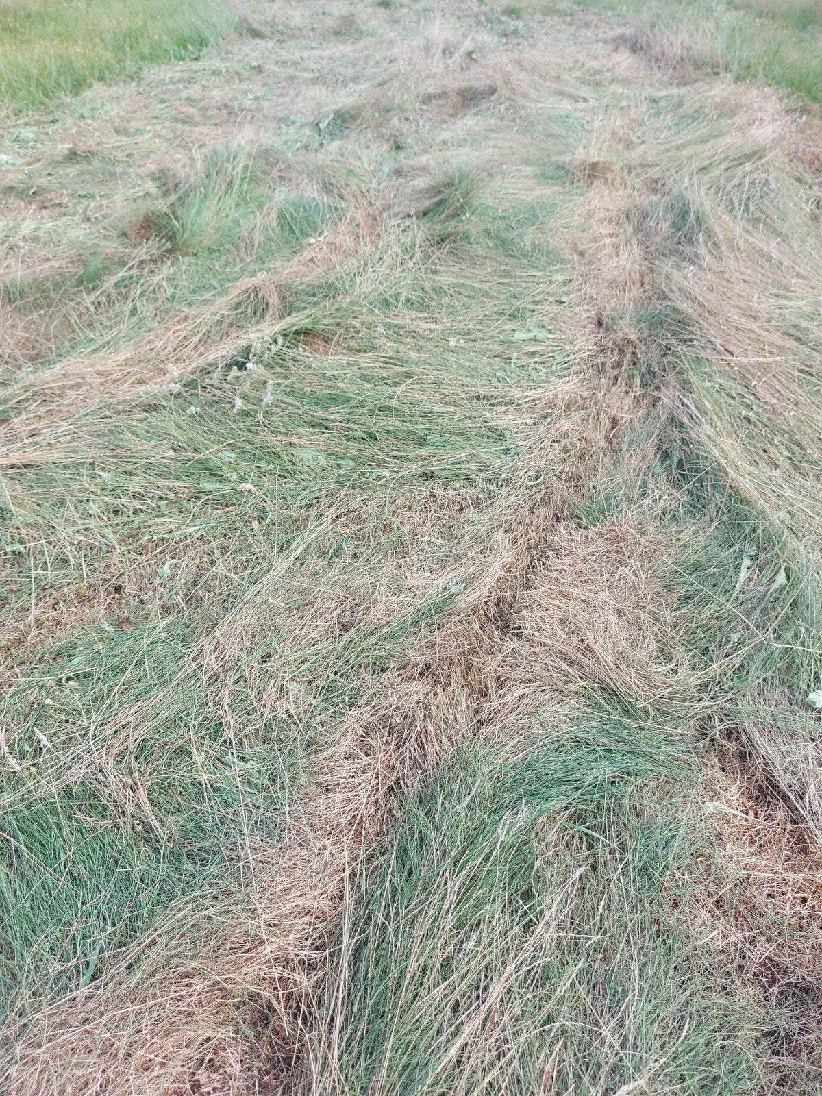 Gemaaid gras voor diverse doeleinden, Ophalen, 20 m² of meer