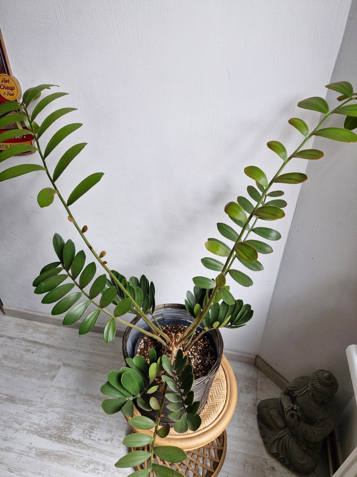 Zamia furfuracea, Ophalen, Palm, Volle zon, 100 tot 150 cm