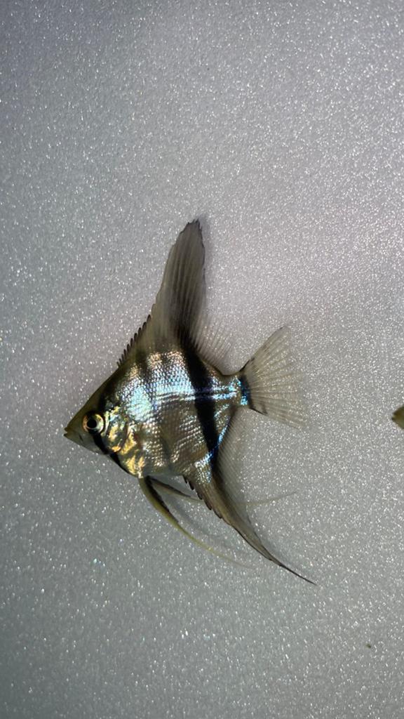 Baby maanvissen (rio nanay), Dieren en Toebehoren, Vissen | Aquariumvissen, Vis