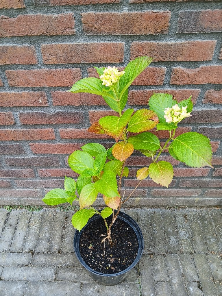 Te koop roze hortensia H70 cm B30 cm, Tuin en Terras, Planten | Tuinplanten, Vaste plant, Halfschaduw, Zomer, Ophalen