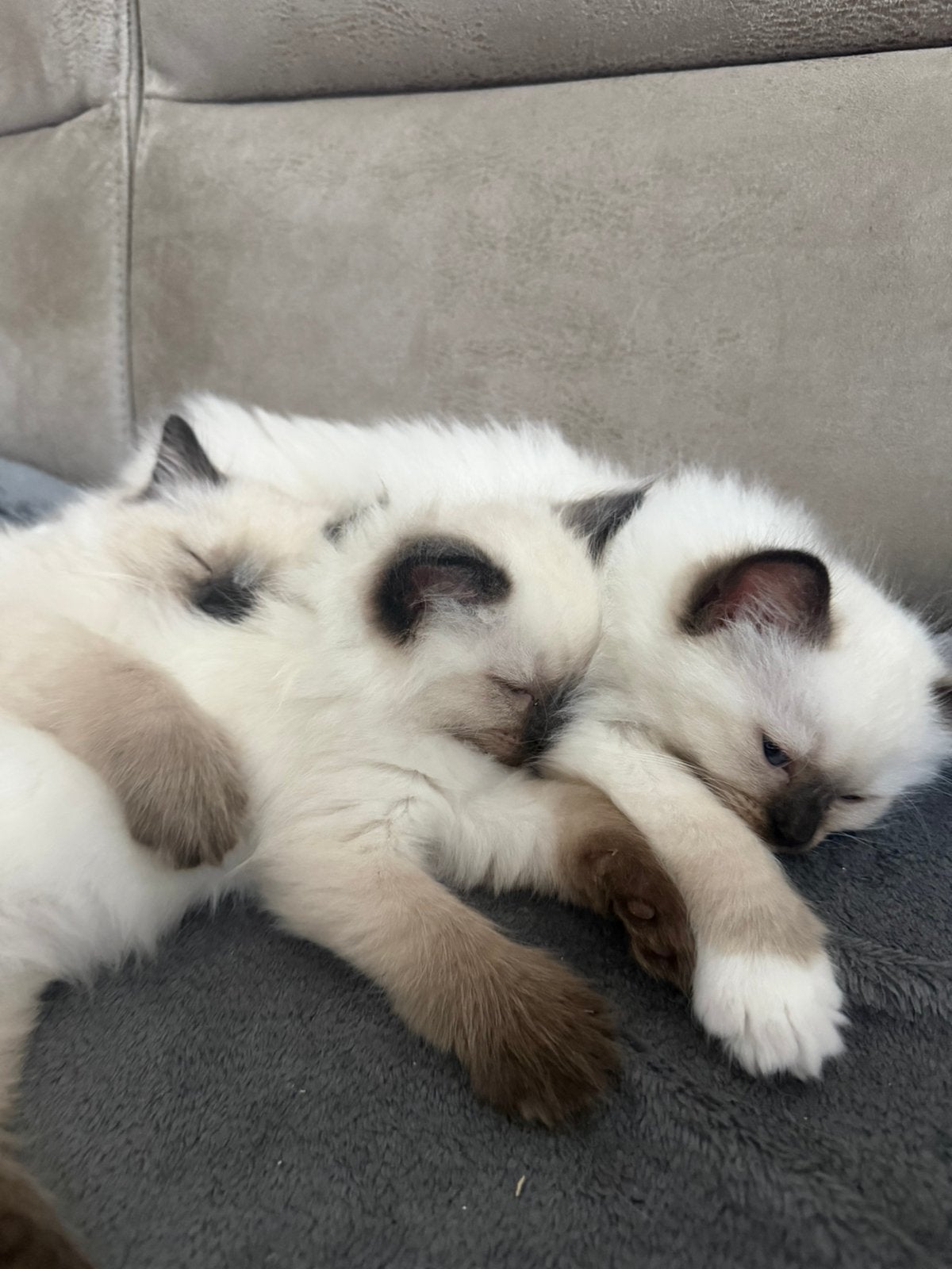 Ragdoll kittens zoeken nog een gouden mandje, Meerdere dieren, Met stamboom, 0 tot 2 jaar