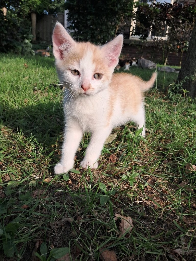 Kittens, Dieren en Toebehoren, Katten en Kittens | Overige Katten, Kortharig, Meerdere dieren, 0 tot 2 jaar