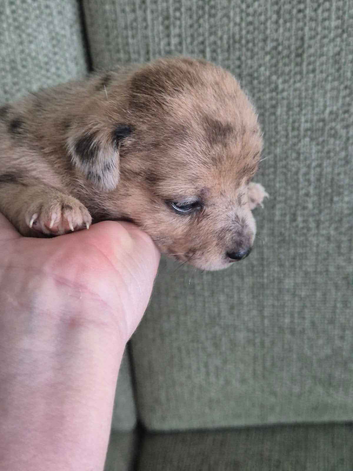 merle jack russell pups teefjes, Dieren en Toebehoren, Parvo, Jack Russell Terriër, 8 tot 15 weken, Meerdere