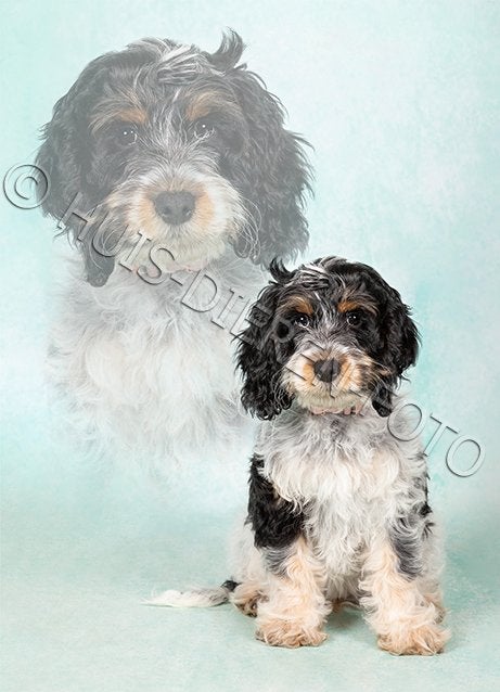 Prachtige cockapoo pup 13 weken, Dieren en Toebehoren, 8 tot 15 weken, Teef, Eén hond, CDV (hondenziekte)