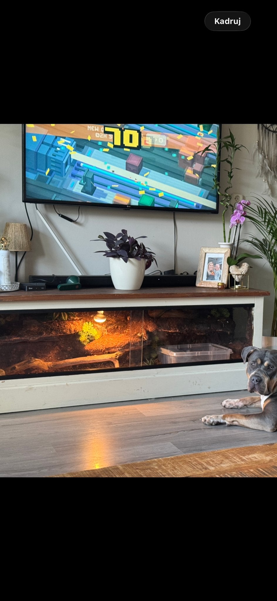 Terrarium  met python regius, Dieren en Toebehoren