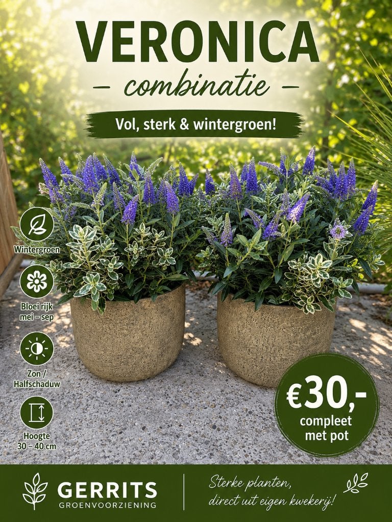 Veronica in sierpot – € 30,- per stuk, Volle zon, Vaste plant, Zomer, Ophalen