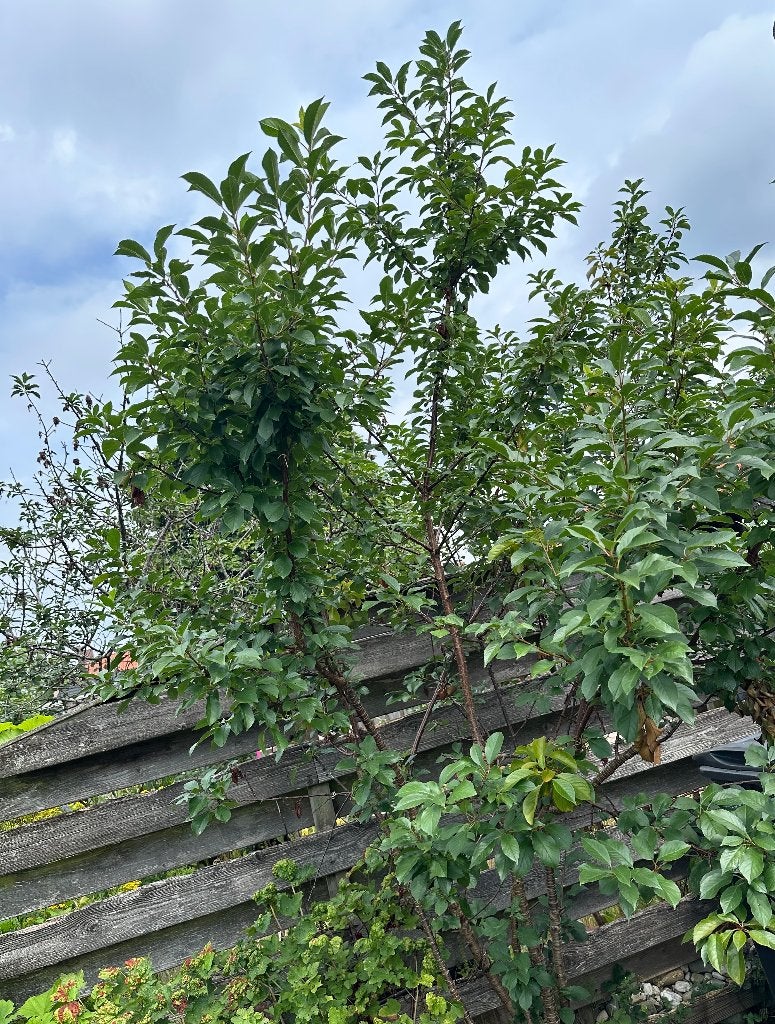 Kersenboom, Tuin en Terras, Ophalen, Halfschaduw, Overige soorten, Minder dan 100 cm