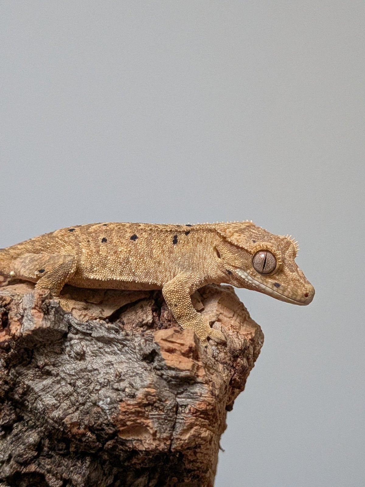 Wimpergekko dalmatian baby, Dieren en Toebehoren, Reptielen en Amfibieën, Hagedis, Tam, 0 tot 2 jaar