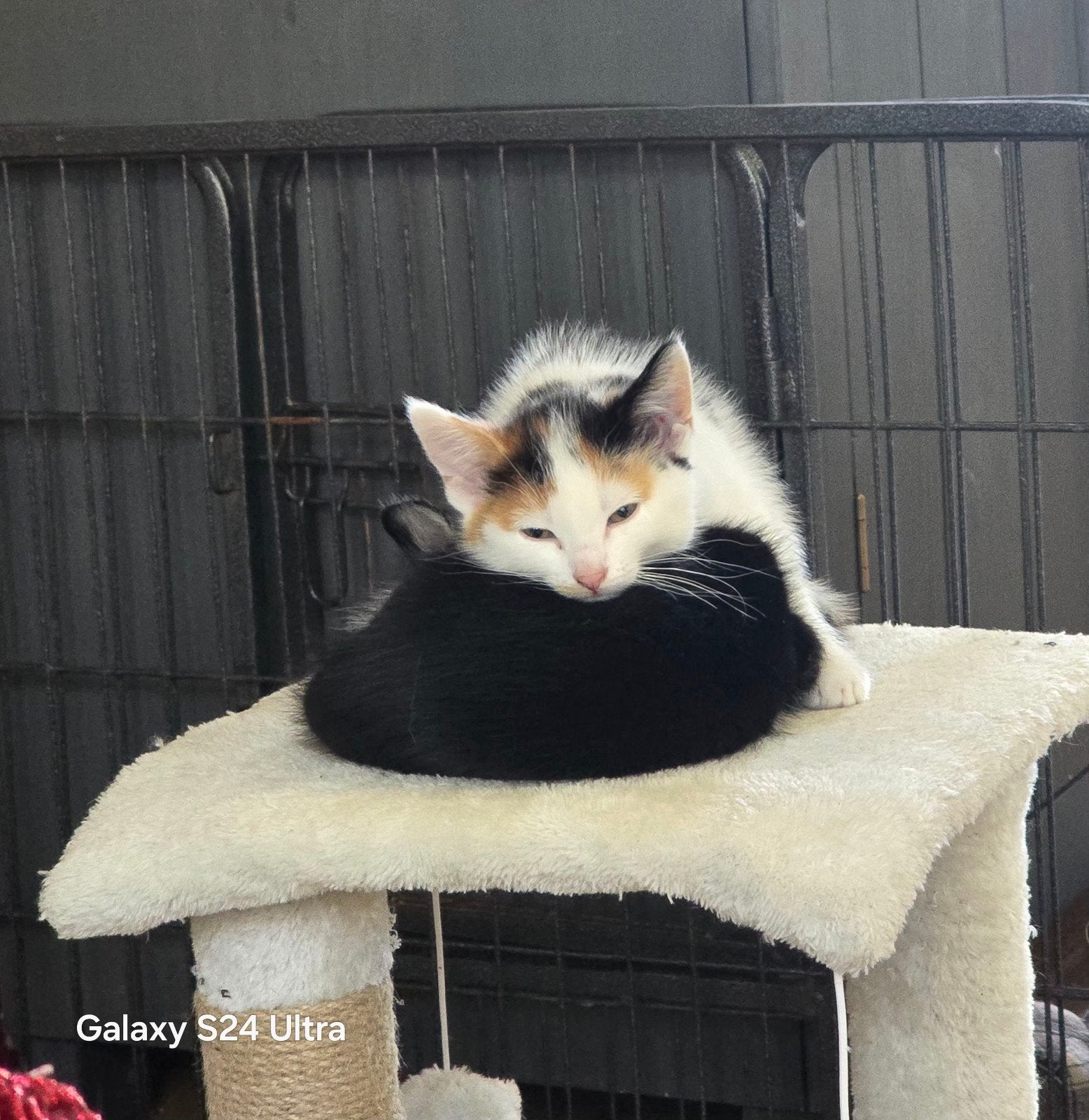 Nog 2 kittens beschikbaar