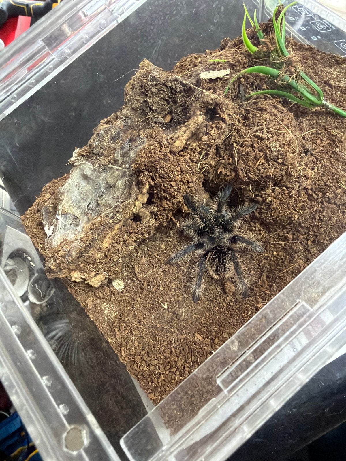 Lasiocyano sazimai, Dieren en Toebehoren, Insecten en Spinnen