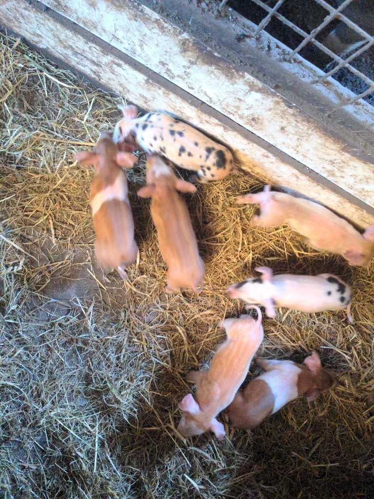 Husumer-Bonte Bentheimer biggen geboren 21-8 €.90,-, Dieren en Toebehoren, Mannelijk, Varken, 0 tot 2 jaar
