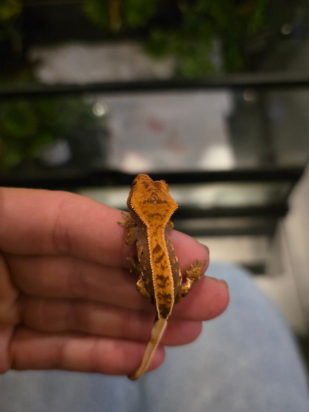 wimpergekko  Jongen Crested Gecko - unknown for sale from Kimberley