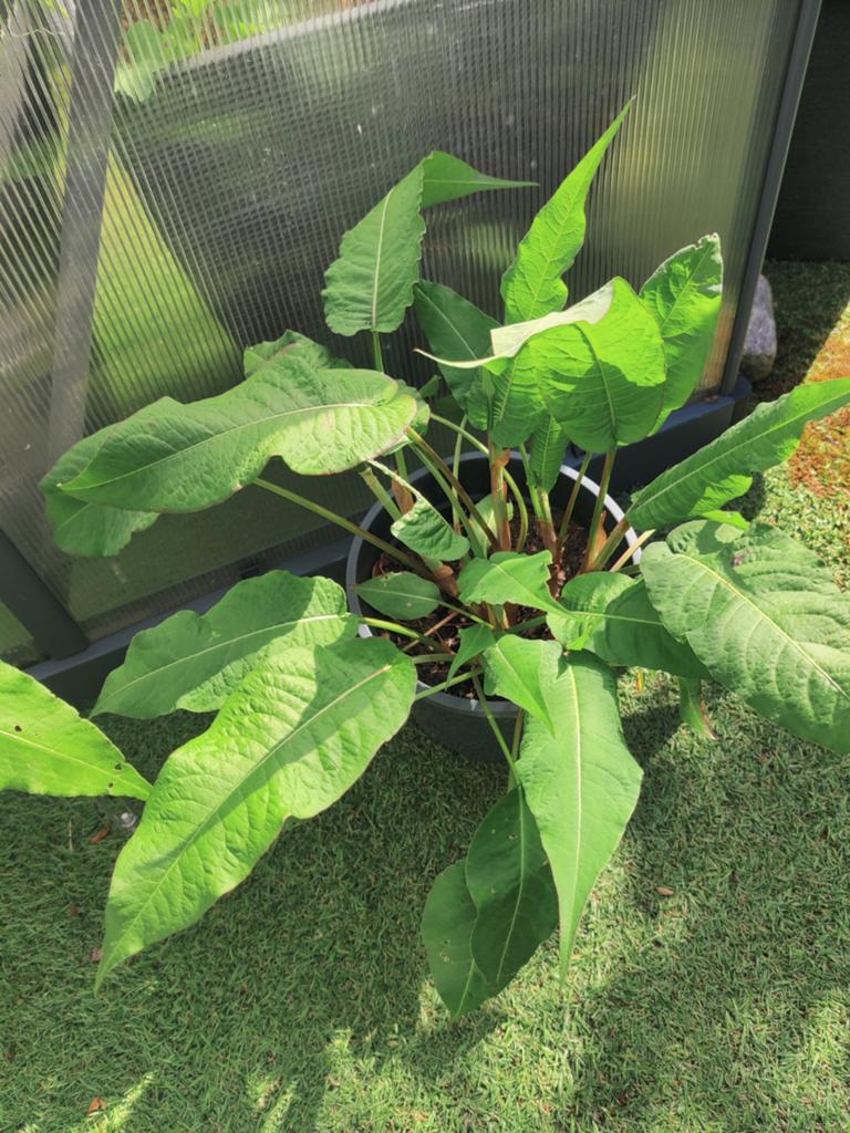 4 grote potten persicaria ( vaste plant met roze bloemen), Tuin en Terras, Planten | Tuinplanten, Vaste plant, Halfschaduw, Zomer
