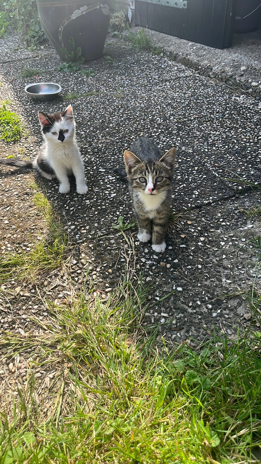 Kittens, Dieren en Toebehoren, Meerdere dieren