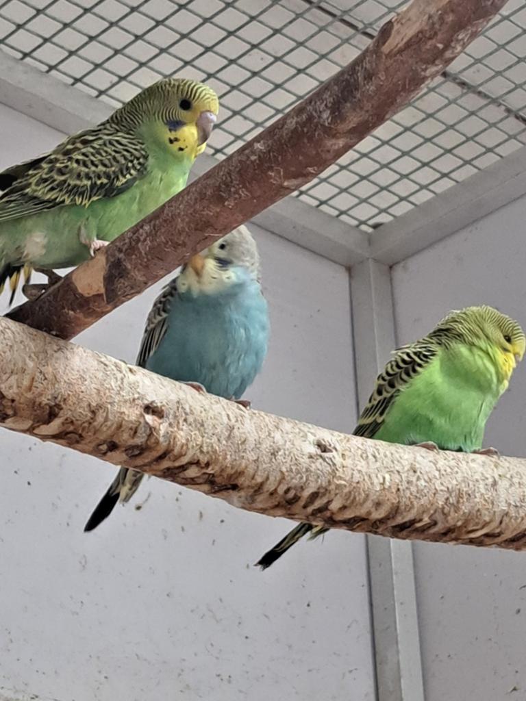 Jonge grasparkieten eten zelfstandig zijn 5 weken oud, Dieren en Toebehoren, Vogels | Parkieten en Papegaaien, Geslacht onbekend