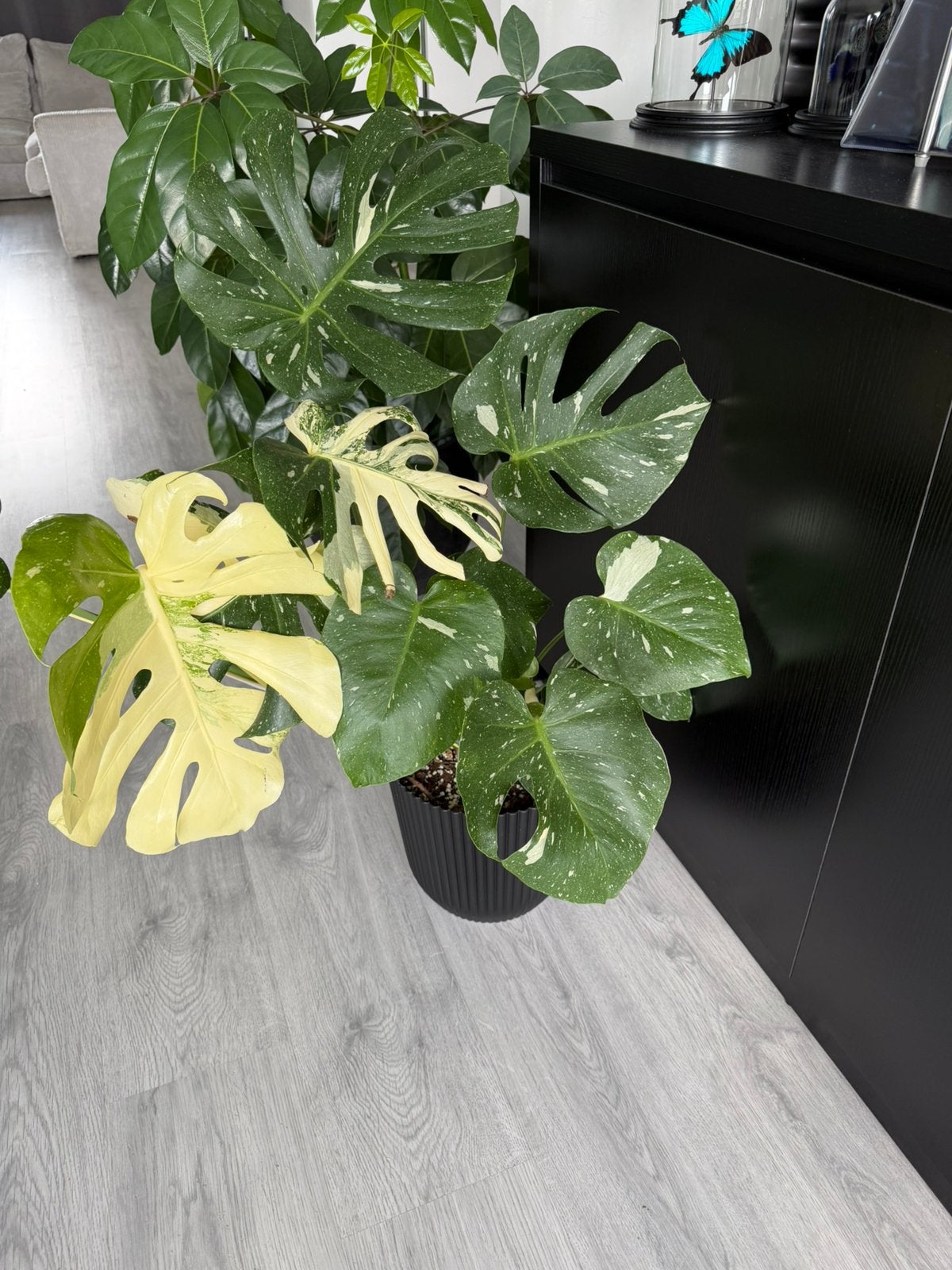 Monstera thai constellation, Huis en Inrichting, Kamerplanten, Ophalen, Halfschaduw, Minder dan 100 cm