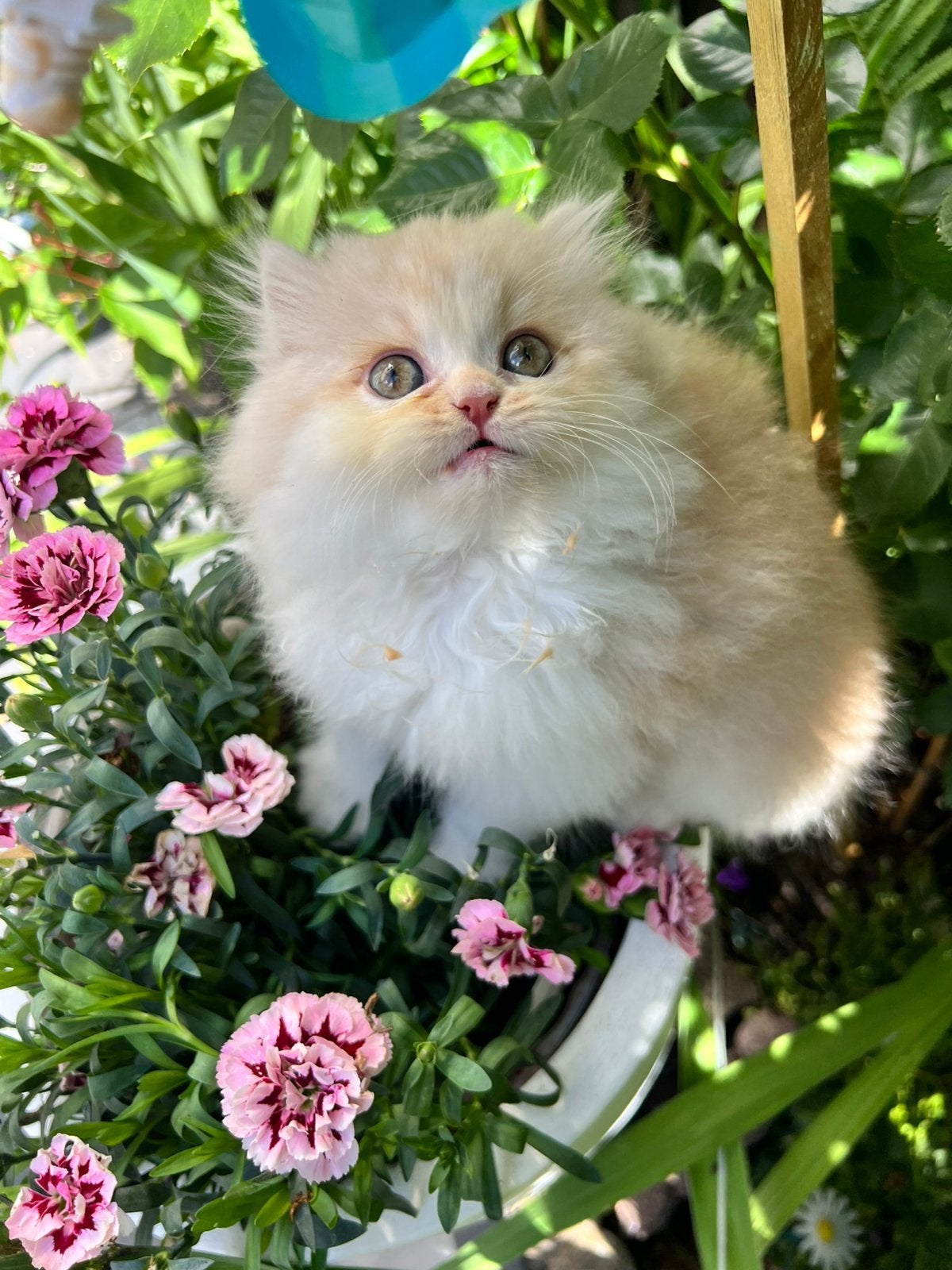 Puur perzish kater, Kater