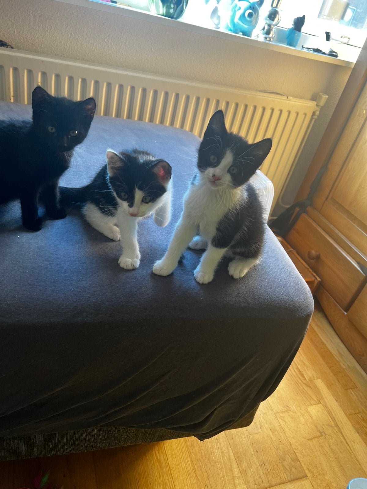 3 schattige kittens zoeken een thuis, Dieren en Toebehoren, Katten en Kittens | Overige Katten, Kater, Kortharig, 0 tot 2 jaar