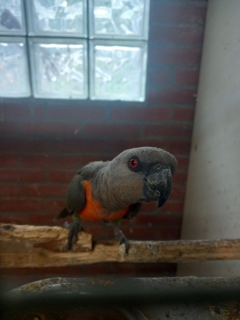 Roodbuik papegaai, Mannelijk, Papegaai