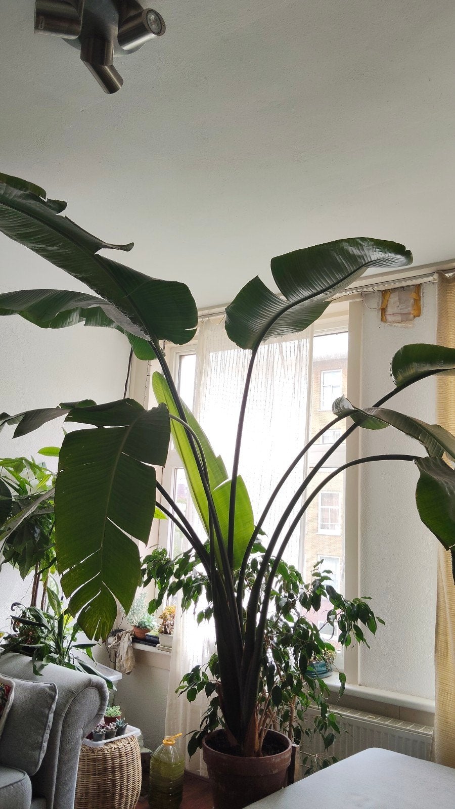 Bird of Paradise/paradijsvogel plant|Strelitzia nicolai 2m+, Ophalen, 200 cm of meer, In pot, Groenteplant
