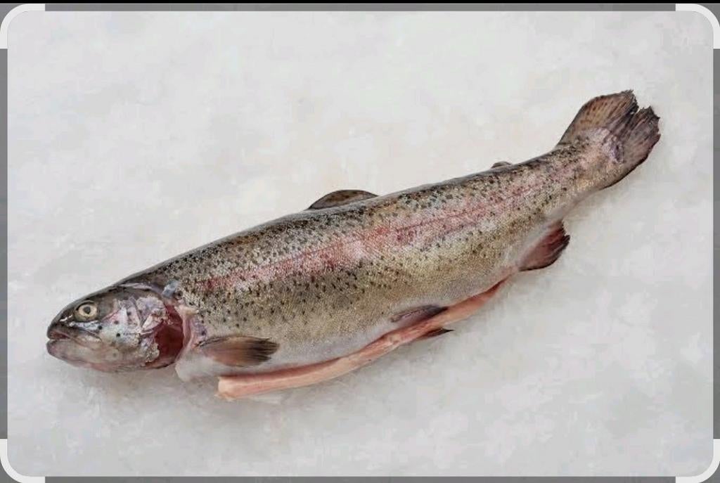 Zalm/forellen, Dieren en Toebehoren