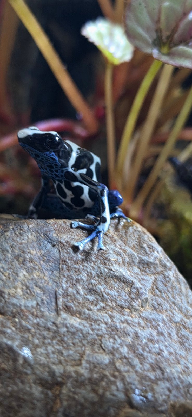 dendrobates tinctorius oyapok, Dieren en Toebehoren
