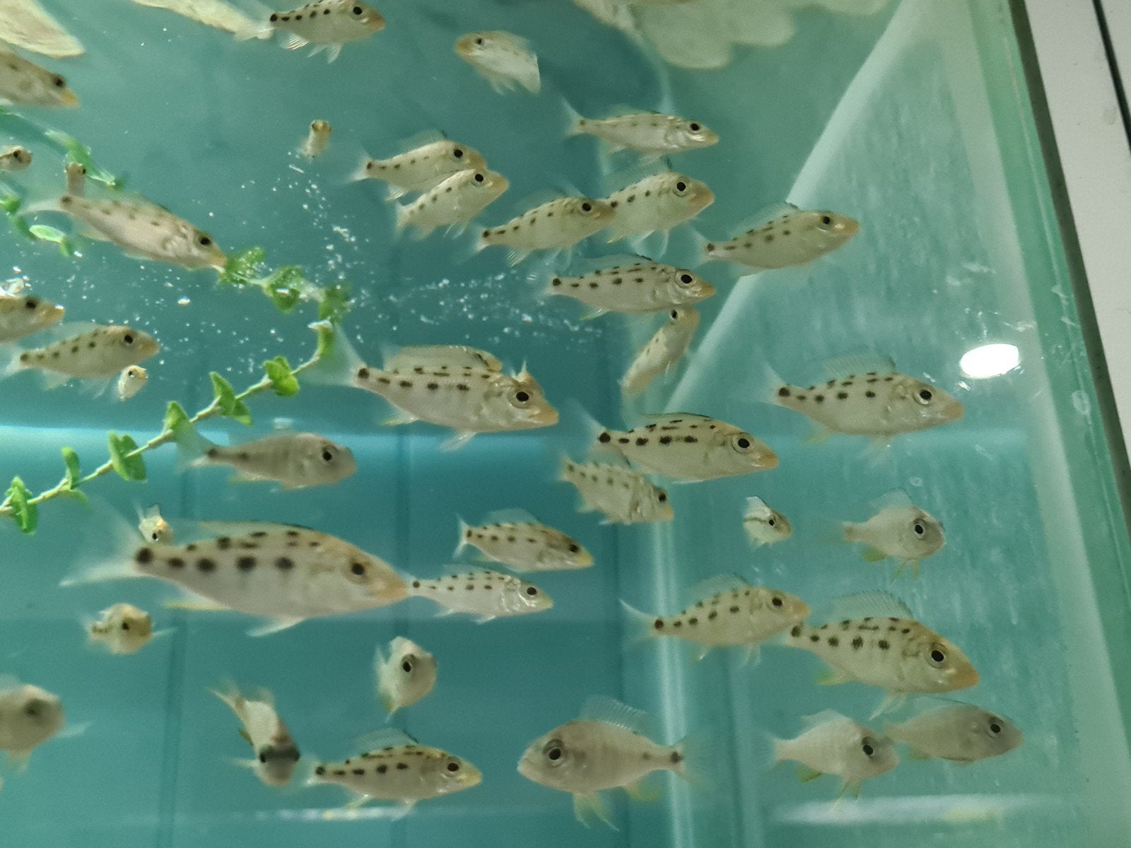 Fossochromis Rostratus Malawi Cichliden, Vis, Zoetwatervis