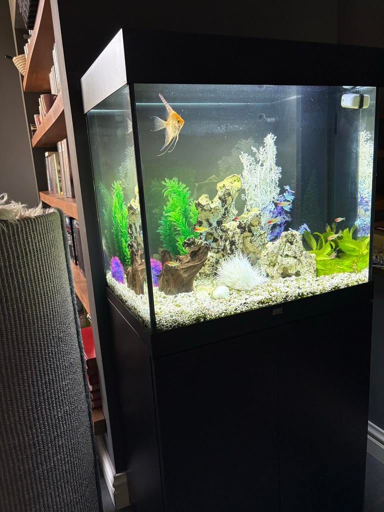 Aquarium JEWEL lido 120 met vissen, garnalen, en toebehoren., Ophalen, Inclusief vissen, Juwel, Gevuld zoetwateraquarium
