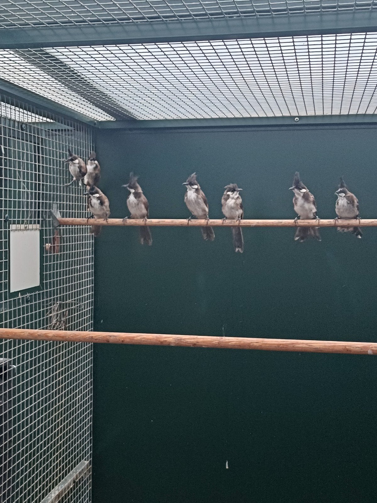 Te koop buulbuuls, Meerdere dieren, Wildzangvogel, Geringd