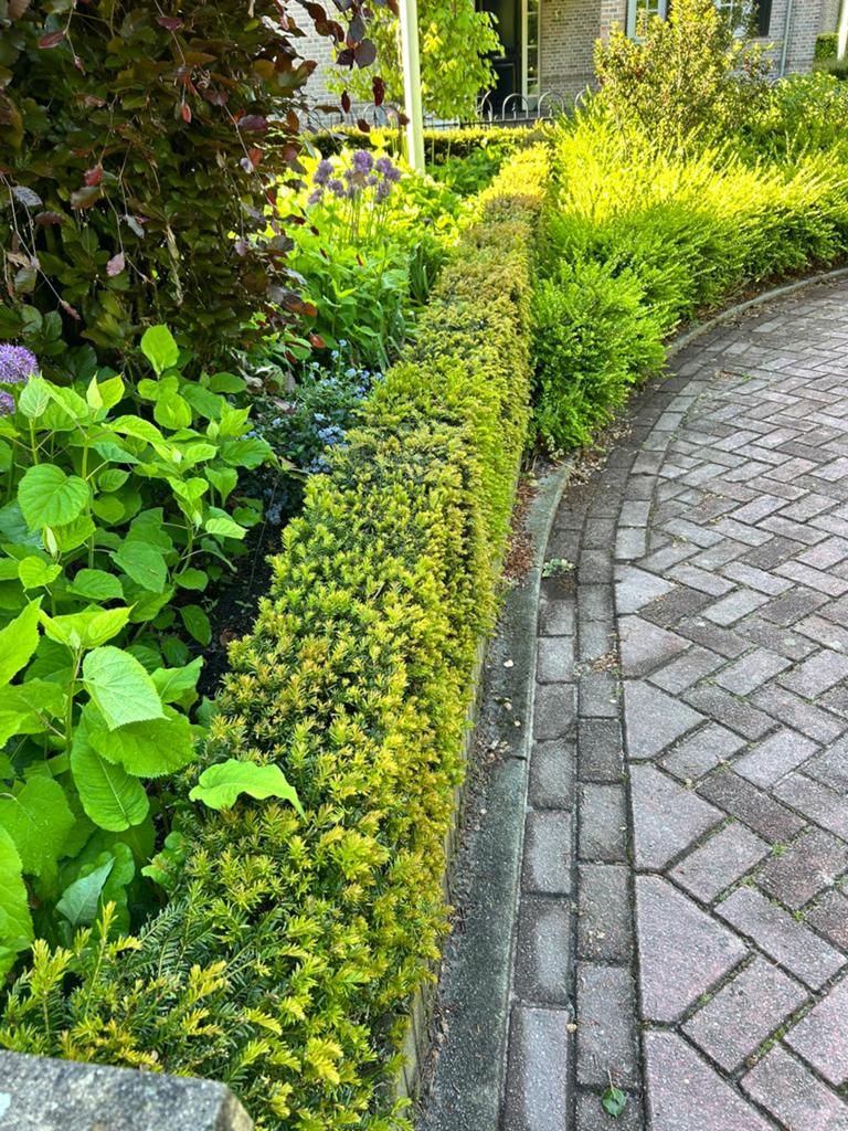 Gratis Taxus haag zelf uitgraven en meenemen, Tuin en Terras, Planten | Tuinplanten, Vaste plant, Bloeit niet, Halfschaduw, Ophalen
