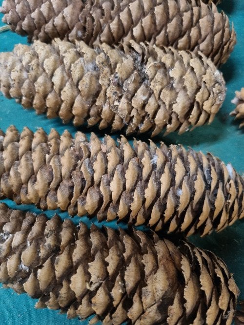 dennenappels langwerpig 15 stuks, Diversen, Kerst, Ophalen of Verzenden, 'T Olde Gre-j, Info@toldegrej.nl, Endepoelstraat 20f Didam