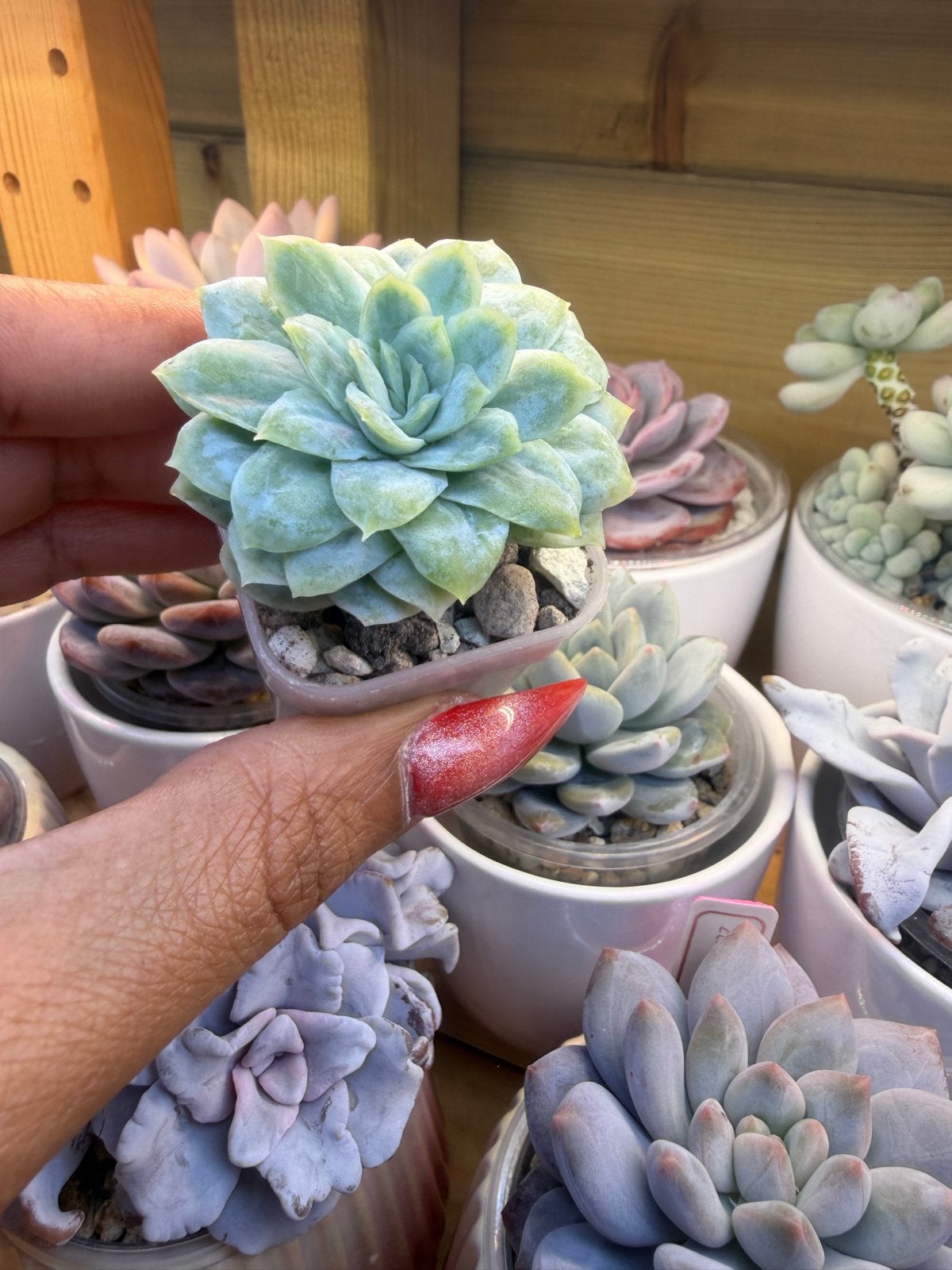 Echeveria Elegans Monstruosa 4cm - Zeldzame Vetplant, Overige soorten, Volle zon, Vaste plant, Verzenden