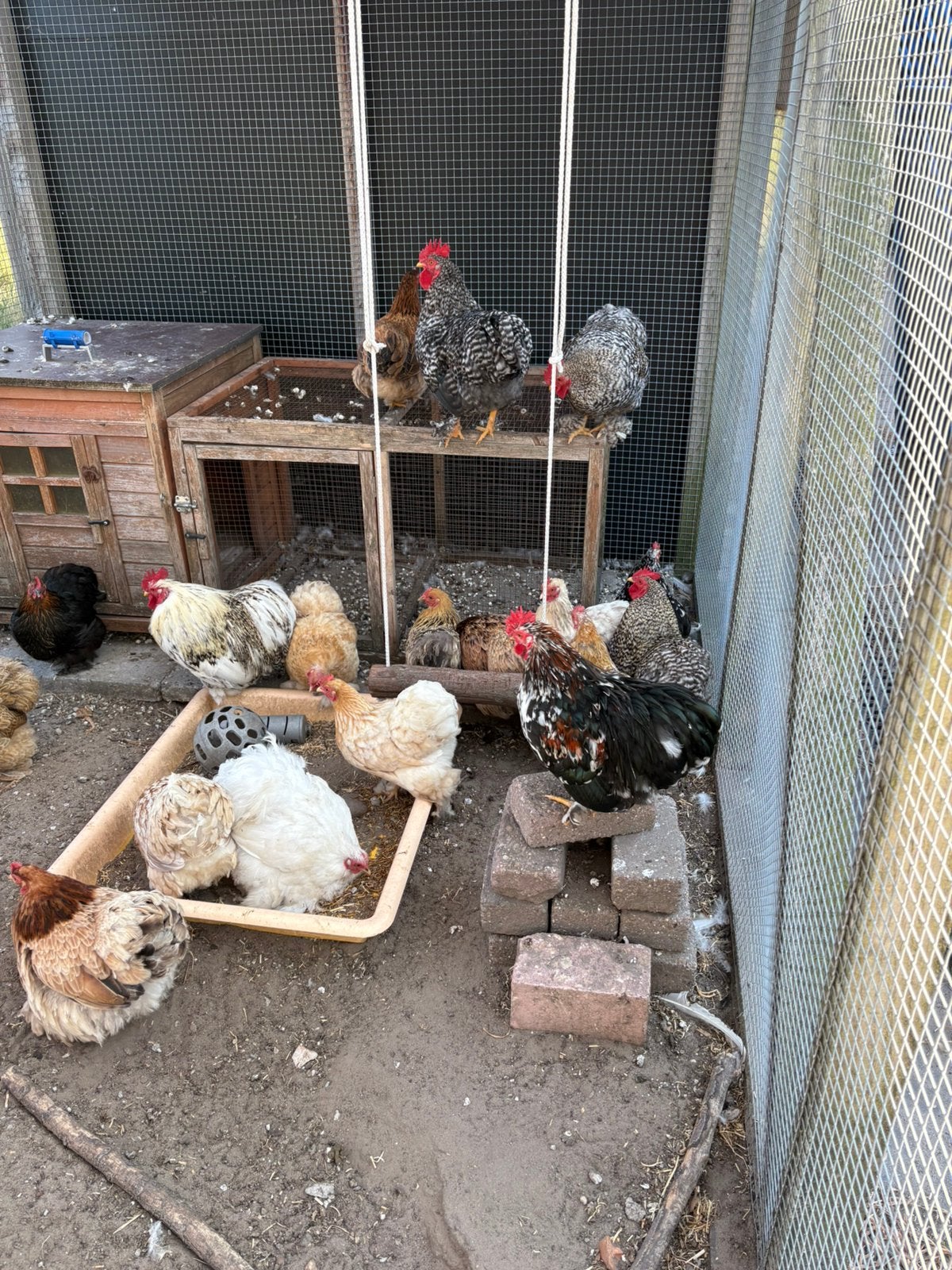 Cochin kriel haantjes 4x, Dieren en Toebehoren, Mannelijk, Kip