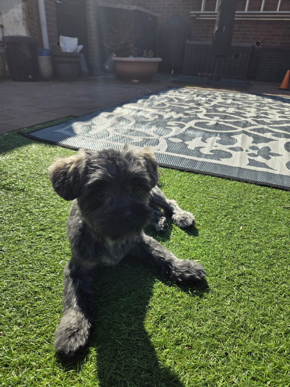 Buddy opzoek naar een nieuw baasje(we zijn al in contact), Dieren en Toebehoren, 15 weken tot 1 jaar, Eén hond, Nederland, Particulier