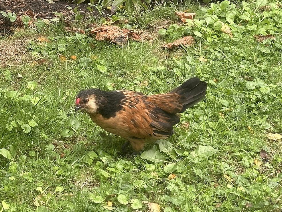 Antwerpse baardkriel haantje (gratis), Dieren en Toebehoren, Pluimvee, Mannelijk, Kip