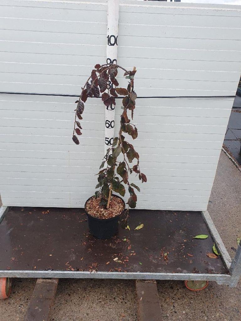 BOOM Fagus sylvatica Purple Fountain Rode Treurbeuk 200-250, Ophalen of Verzenden, Lente, Vaste plant, Halfschaduw