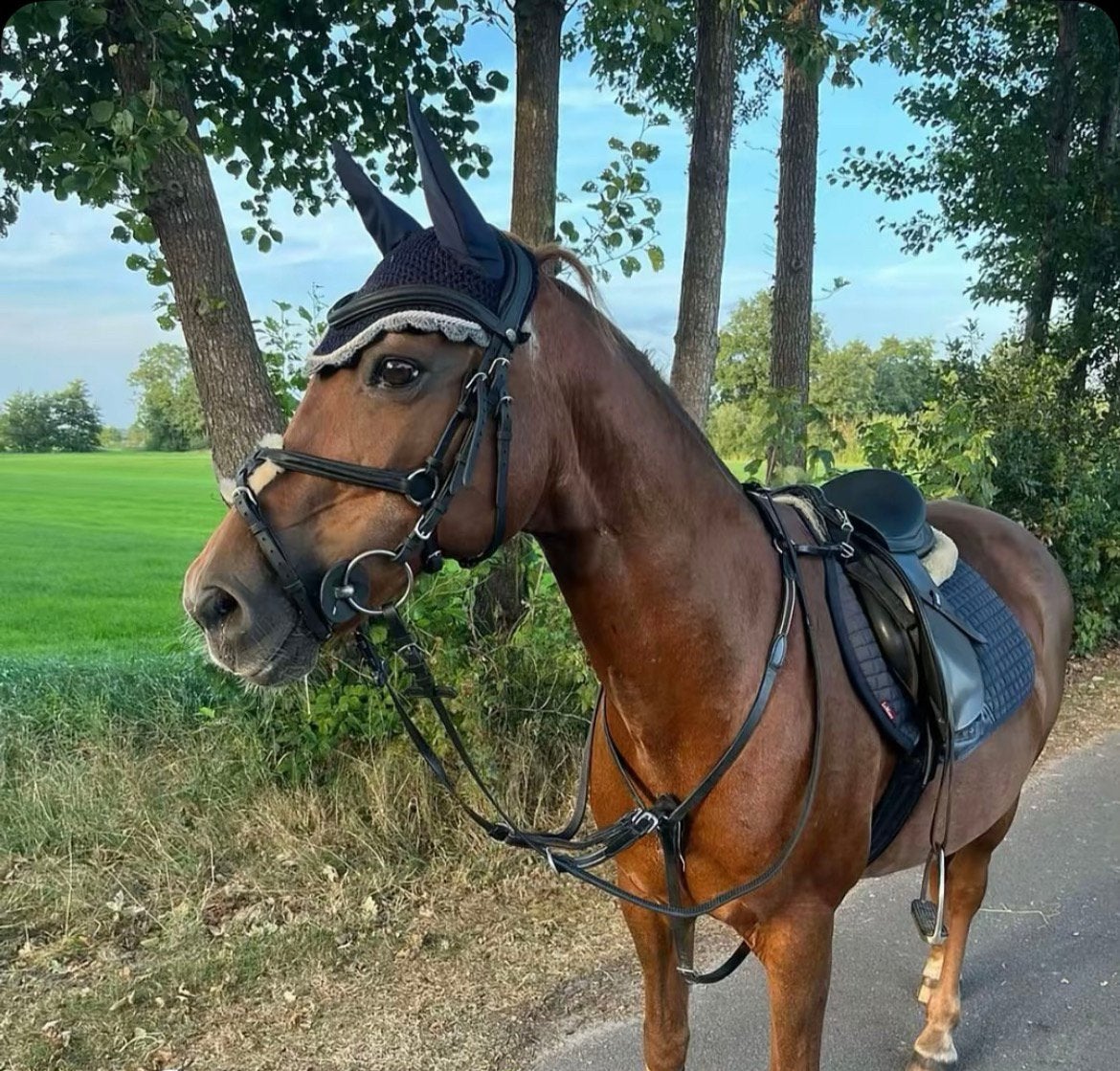 Allerliefste D pony, Dieren en Toebehoren, Pony's, Merrie
