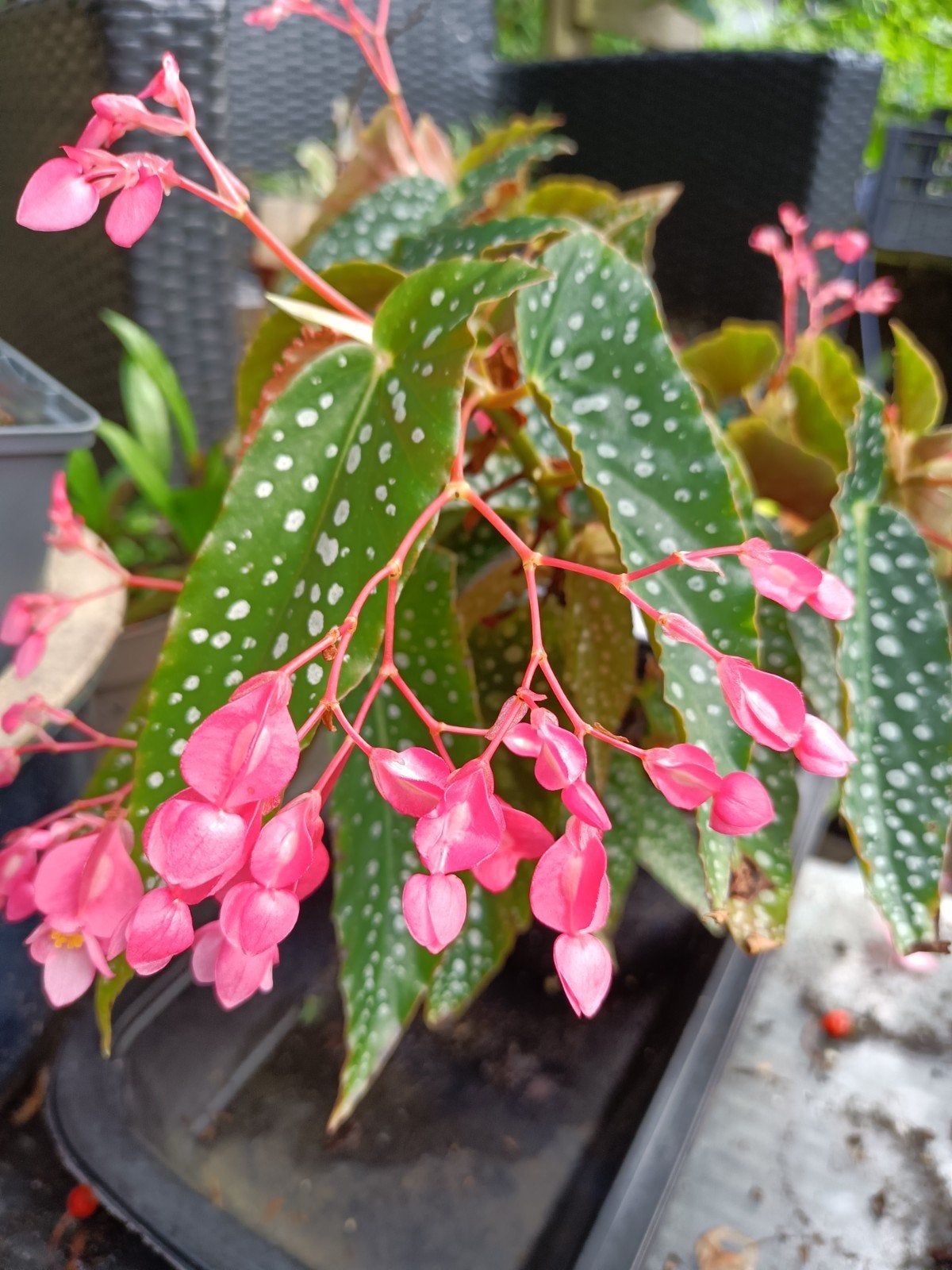 Begonia 'Multi dots', Bloeiende kamerplant, Ophalen of Verzenden, Minder dan 100 cm