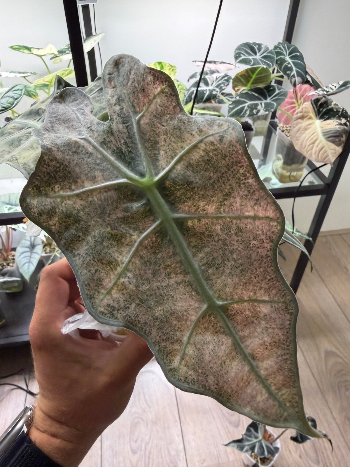 Alocasia Polly pink mint corm, Ophalen of Verzenden, Halfschaduw, Minder dan 100 cm