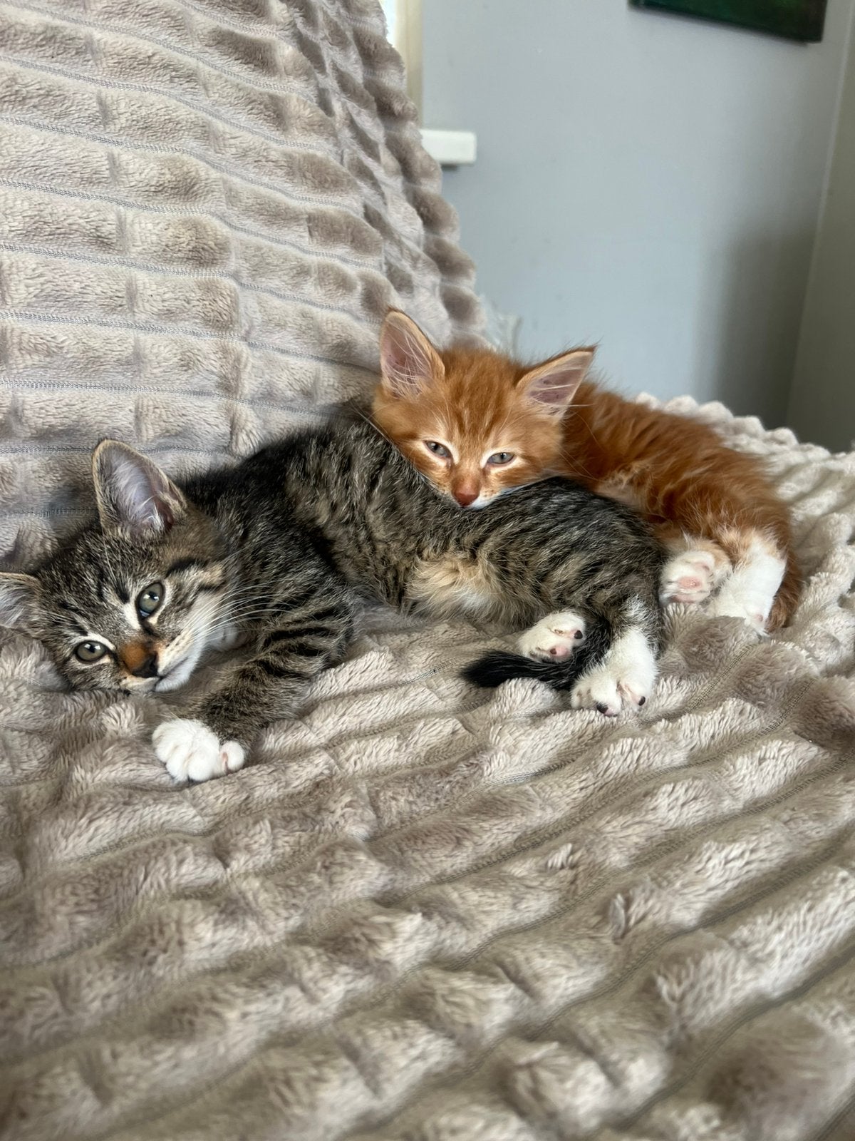 Prachtige Kittens te koop lang/kort haar