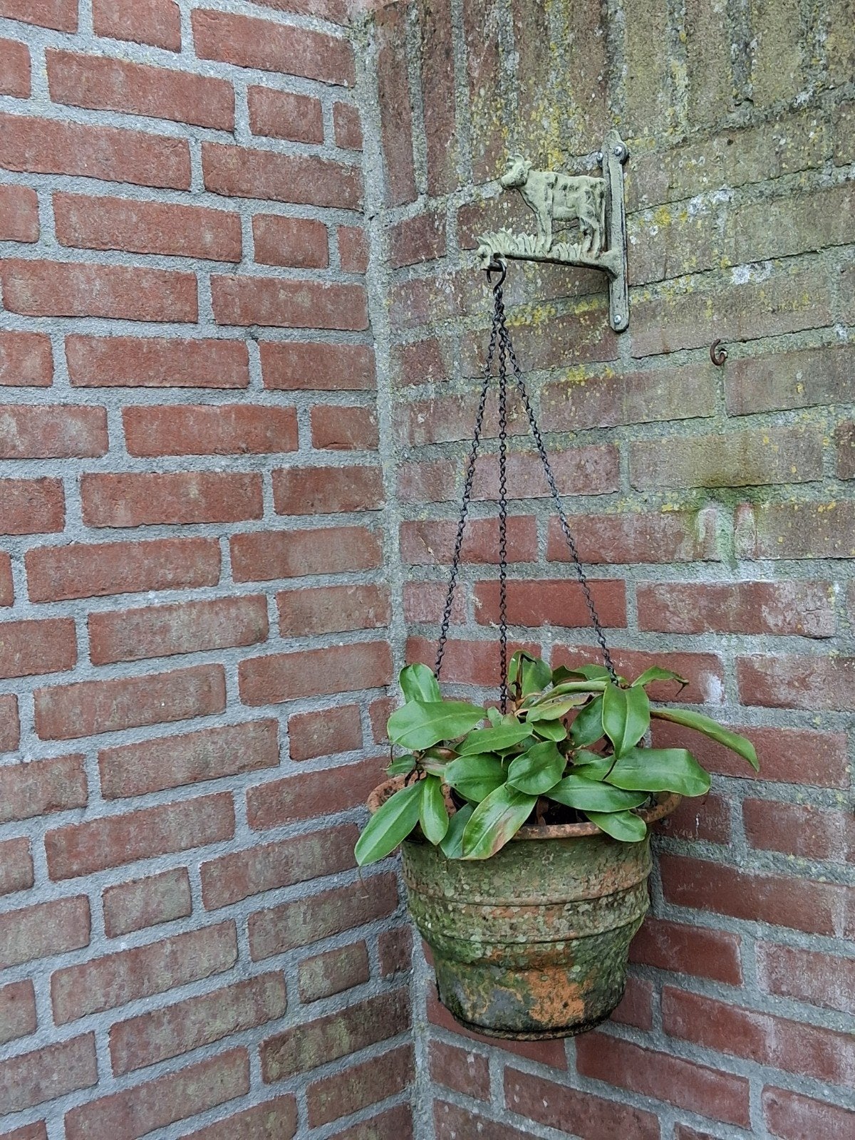 Plantenhanger, Ophalen of Verzenden