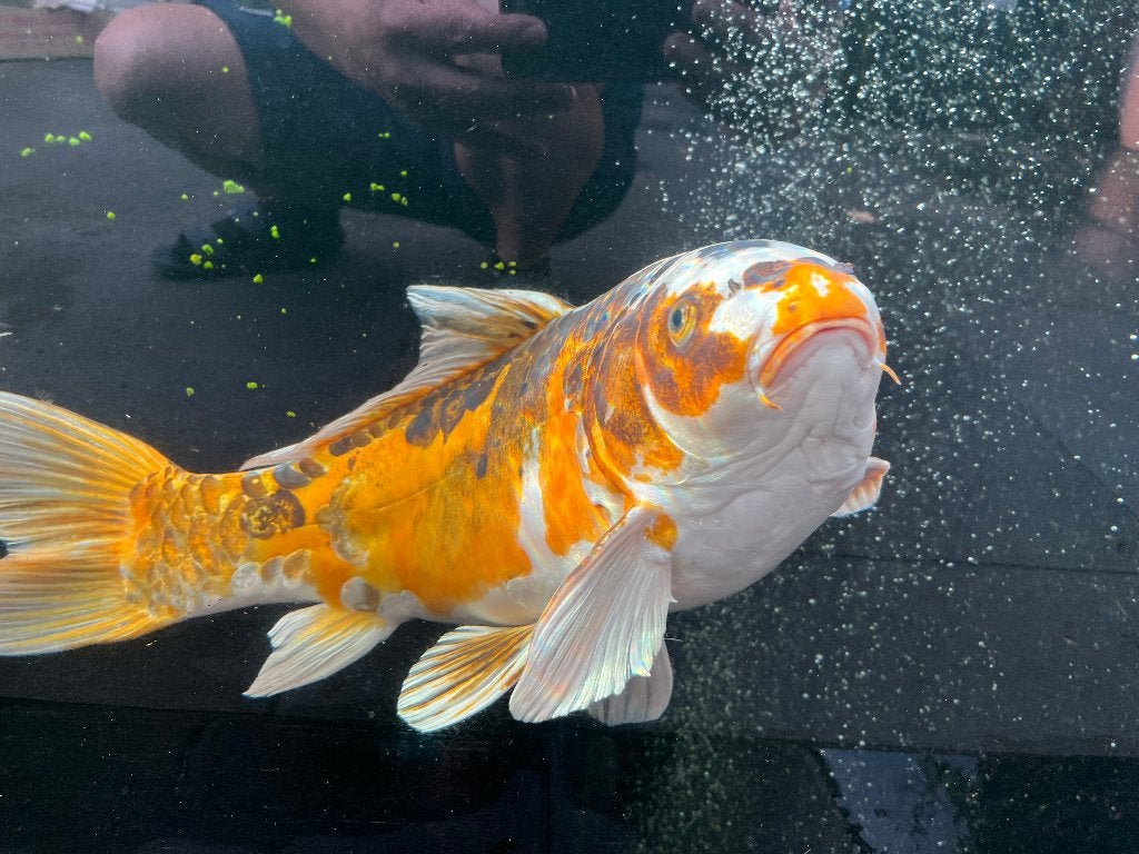 Kooi karpers, Dieren en Toebehoren, Vissen | Vijvervissen, Karper of Koi
