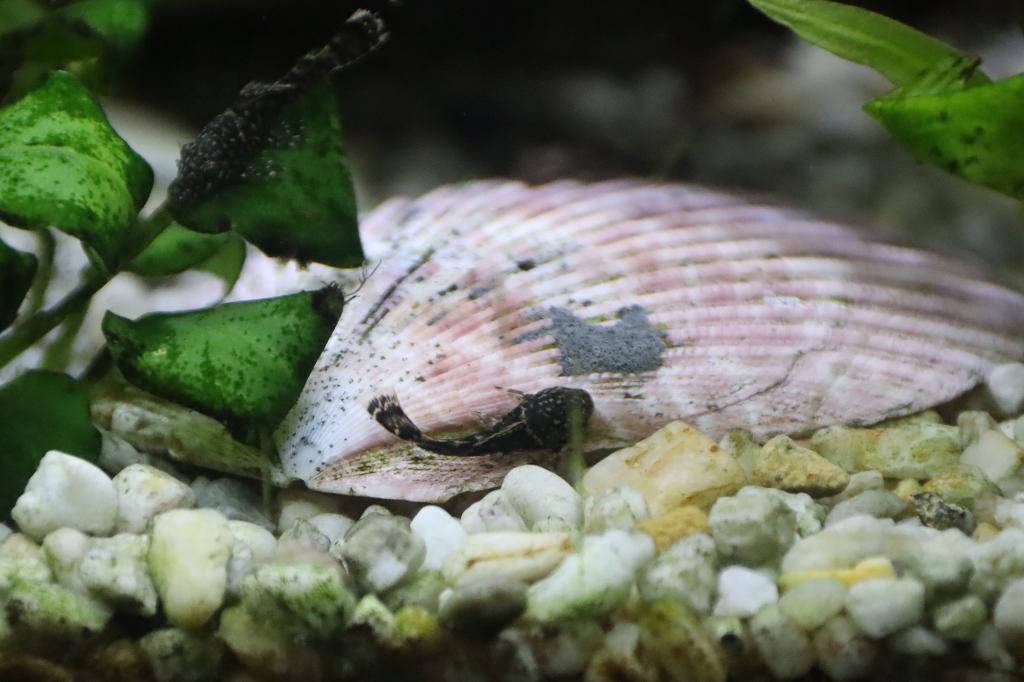Ancistrus multispinnis, Vis, Zoetwatervis