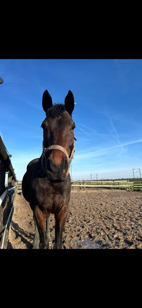 Verzorger gezocht!, Stalling, 1 paard of pony